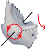FIGURE 16-13 Anatomic areas for determining the proper reduction of ZMC fracture. A, Rotation of the ZMC in the vertical axis is most easily determined by its alignment with the greater wing of the sphenoid along the internal orbit (straight arrow). B, The zygomaticomaxillary buttress provides a sensitive indicator of malar projection.